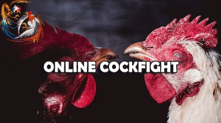 taruhan online cockfight sangat seru